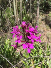 Epidendrum jamiesonis