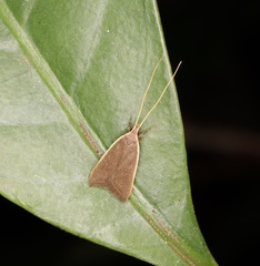 Homaloxestis multidentalis