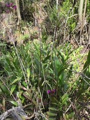 Epidendrum jamiesonis