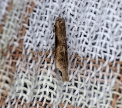 Hypatima