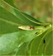 Gymnobathra flavidella