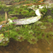 Limnophila sessiliflora - Photo (c) H.T.Cheng, algunos derechos reservados (CC BY-NC), subido por H.T.Cheng