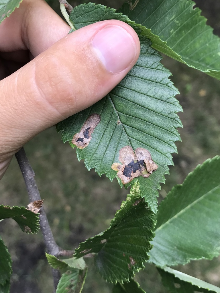 Elm Leafminer