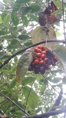 Smilax tomentosa
