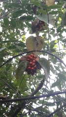 Smilax tomentosa