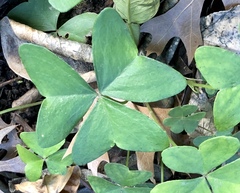 Oxalis intermedia