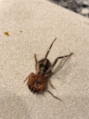 Ammotrechidae
