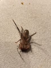 Ammotrechidae
