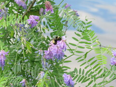 Bombus terricola image
