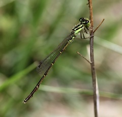Arrenurus