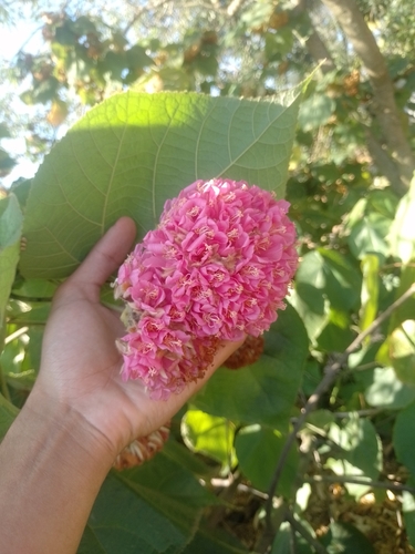 Dombeya wallichii