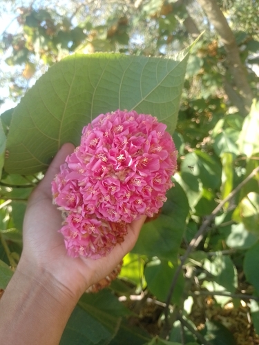 Dombeya wallichii