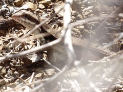 Leiocephalus macropus