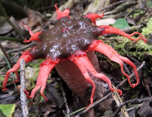 anemone stinkhorn fungus