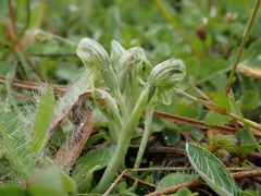 Pterostylis tanypoda
