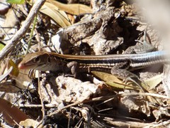 Pholidoscelis auberi