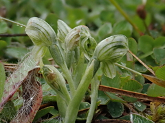Pterostylis tanypoda