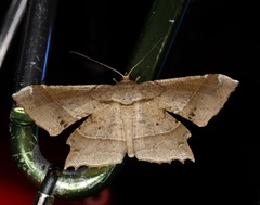 Krananda latimarginaria