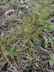 Rytidosperma exiguum