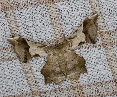 Krananda oliveomarginata