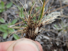 Rytidosperma exiguum