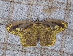 Pareumelea eugeniata