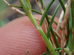 Rytidosperma exiguum