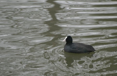 Fulica atra