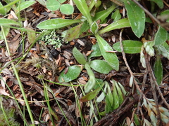 Pterostylis tanypoda