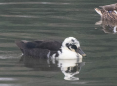 Anas platyrhynchos domesticus