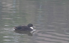 Anas platyrhynchos domesticus