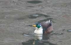 Anas platyrhynchos domesticus