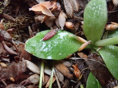 Pterostylis tanypoda