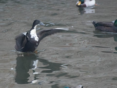 Anas platyrhynchos domesticus