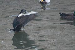 Anas platyrhynchos domesticus