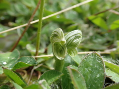 Pterostylis tanypoda