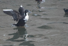 Anas platyrhynchos domesticus