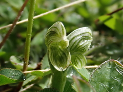Pterostylis tanypoda