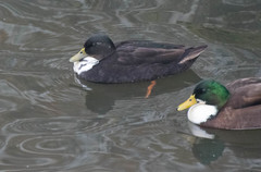 Anas platyrhynchos domesticus