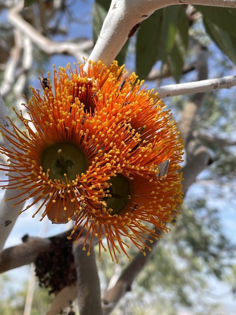 Melaleuca Gum