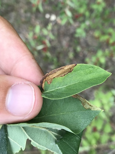 Moth (Perittia herrichiella) photo 5
