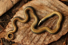 Ring-Necked Snake photo 1