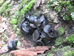 Pseudoplectania nigrella