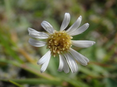 Brachyscome sinclairii