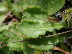 Brachyscome sinclairii