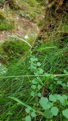 Cardamine forsteri
