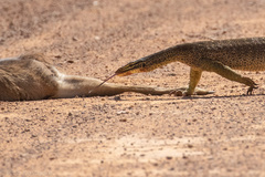 Varanus panoptes