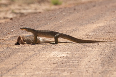Varanus panoptes