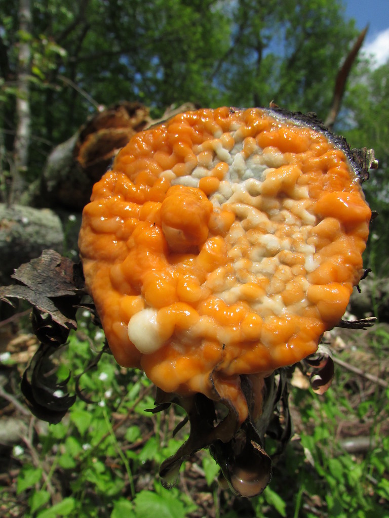 deer vomit