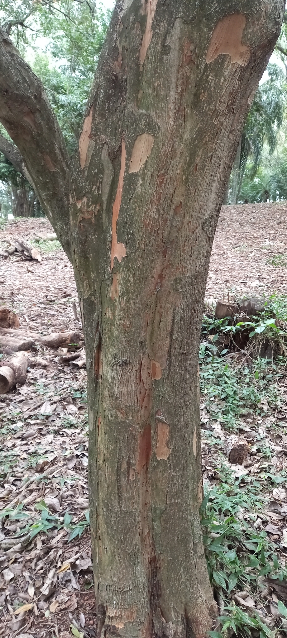 Imagem de Uvaia
